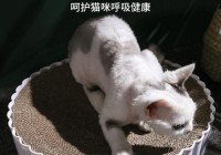 酷猫直播欧洲杯吗:酷猫直播欧洲杯吗是真的吗