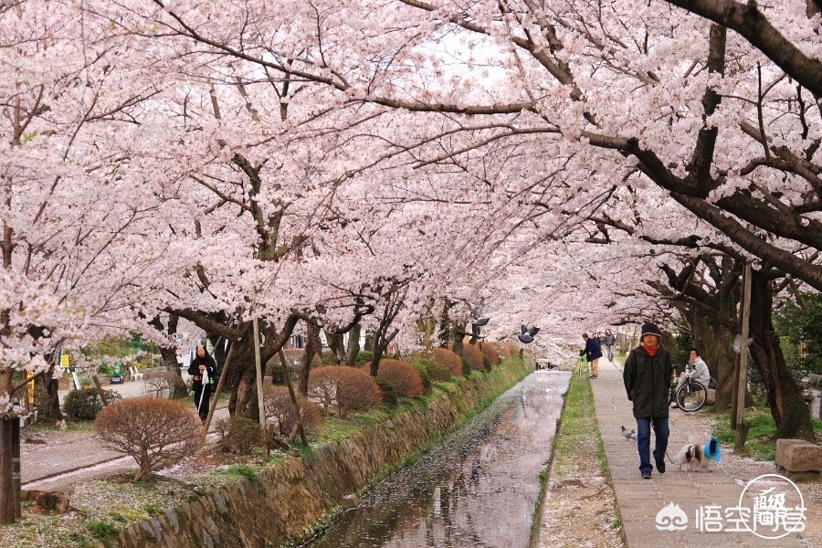 白山市哪能看欧洲杯直播:白山足球