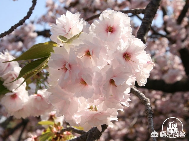 白山市哪能看欧洲杯直播:白山足球