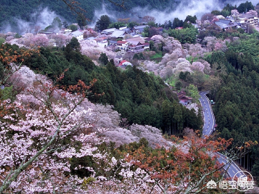 白山市哪能看欧洲杯直播:白山足球