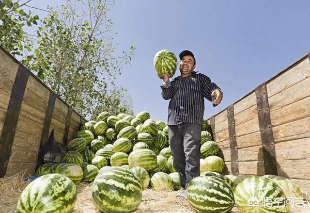 欧洲杯烤羊排直播时间:欧洲杯烤羊排直播时间表