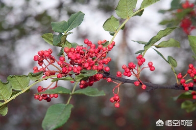 花椒直播可以看欧洲杯:花椒直播可以看欧洲杯吗