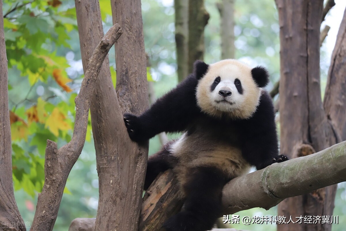 呼和浩特欧洲杯直播:呼和浩特看欧洲杯