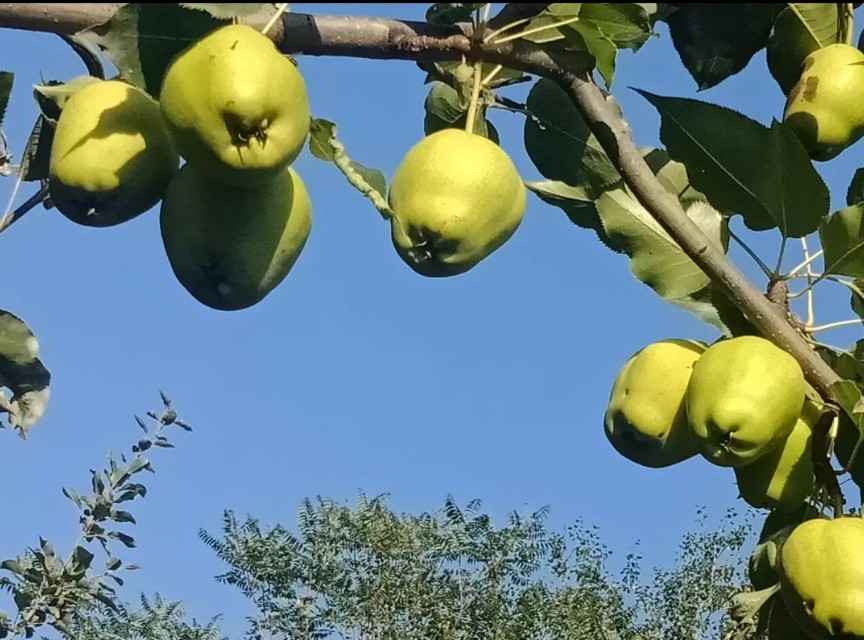 西瓜欧洲杯直播:西瓜欧洲杯直播在哪看