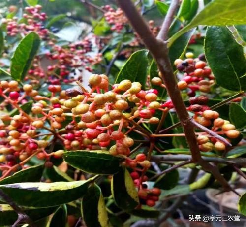 花椒直播能看欧洲杯嘛现在:花椒直播能看欧洲杯嘛现在还能看吗