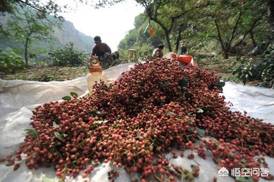 花椒直播能看欧洲杯吗:花椒直播能看欧洲杯吗