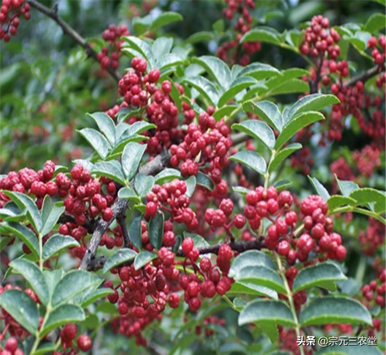 花椒直播能看欧洲杯吗:花椒直播能看欧洲杯吗