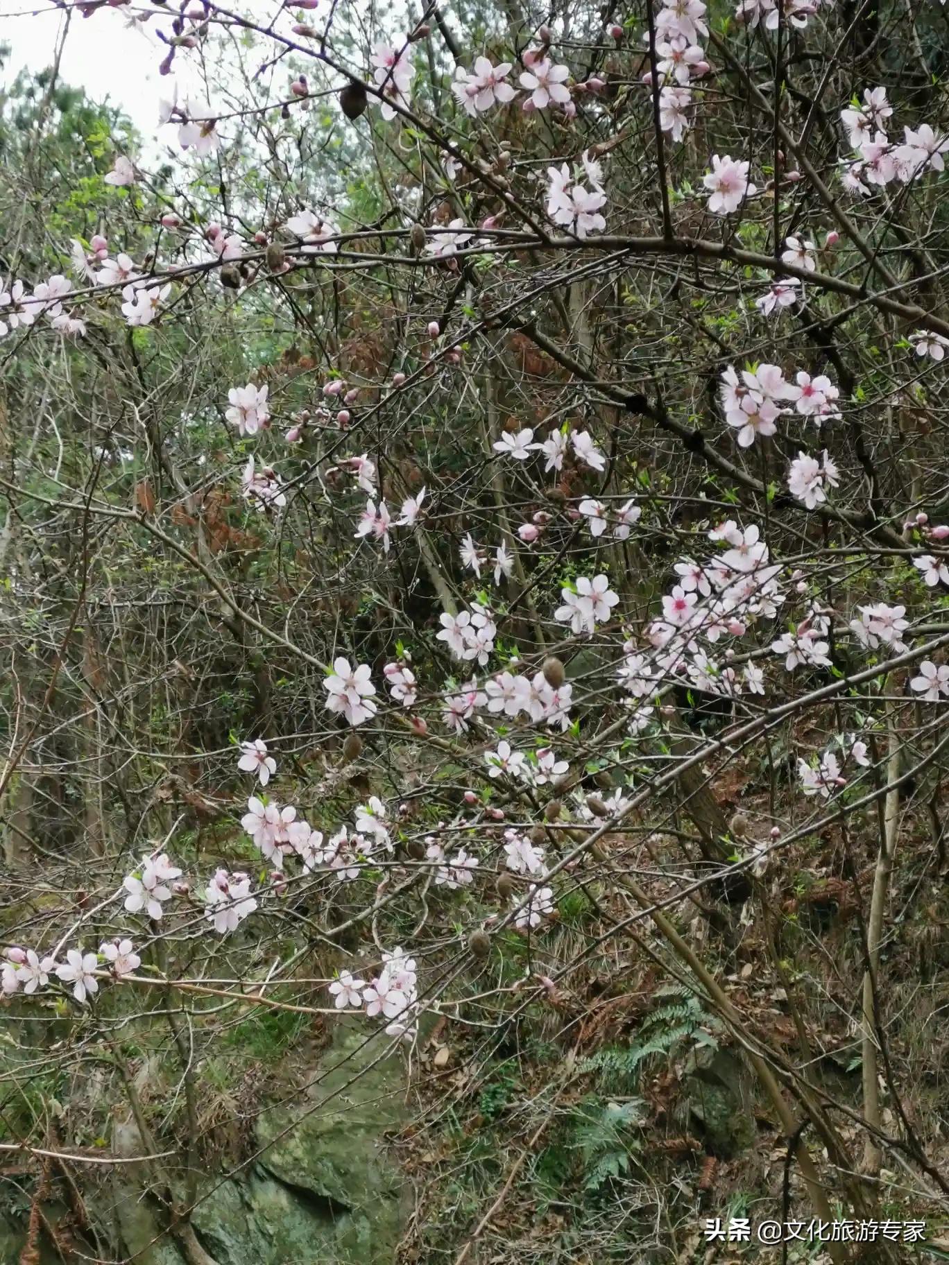 武汉在哪可以看欧洲杯直播:武汉在哪可以看欧洲杯直播的