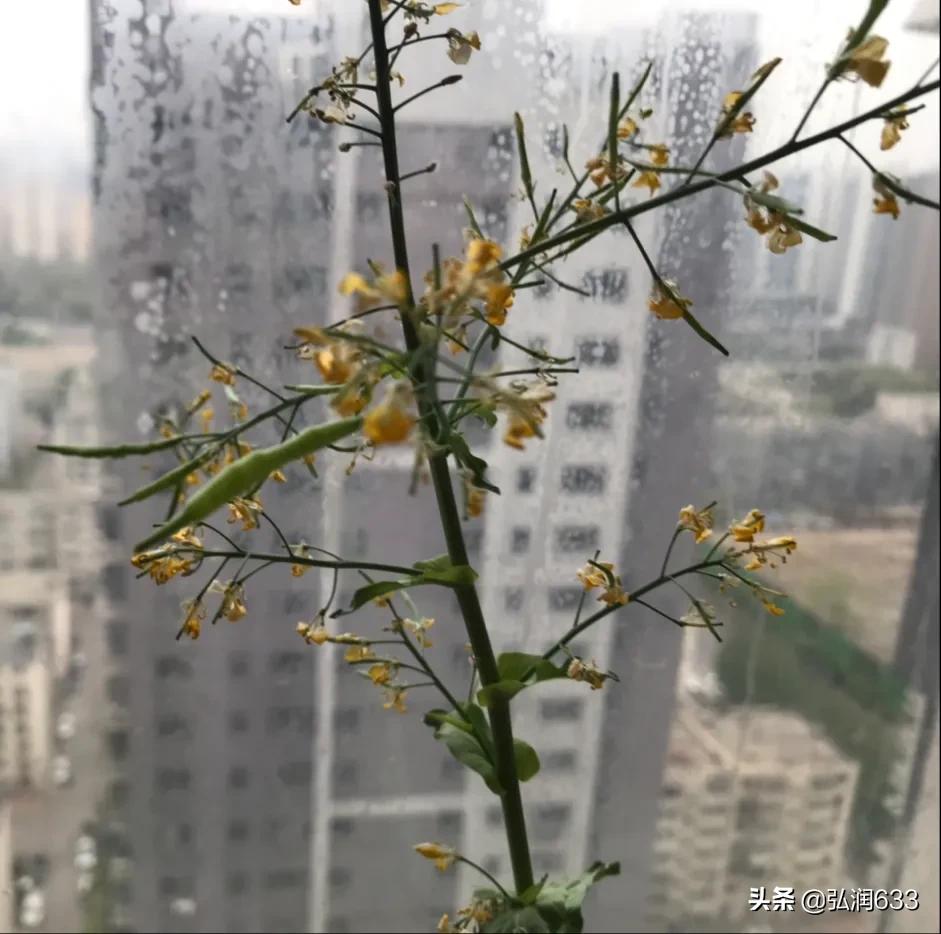 眉山哪里可以看欧洲杯直播:眉山哪里可以看欧洲杯直播的