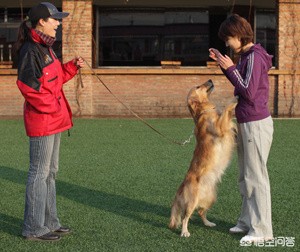 狗子预判欧洲杯视频直播:狗子预判欧洲杯视频直播回放