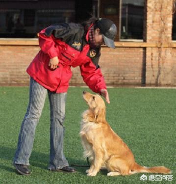 狗子预判欧洲杯视频直播:狗子预判欧洲杯视频直播回放