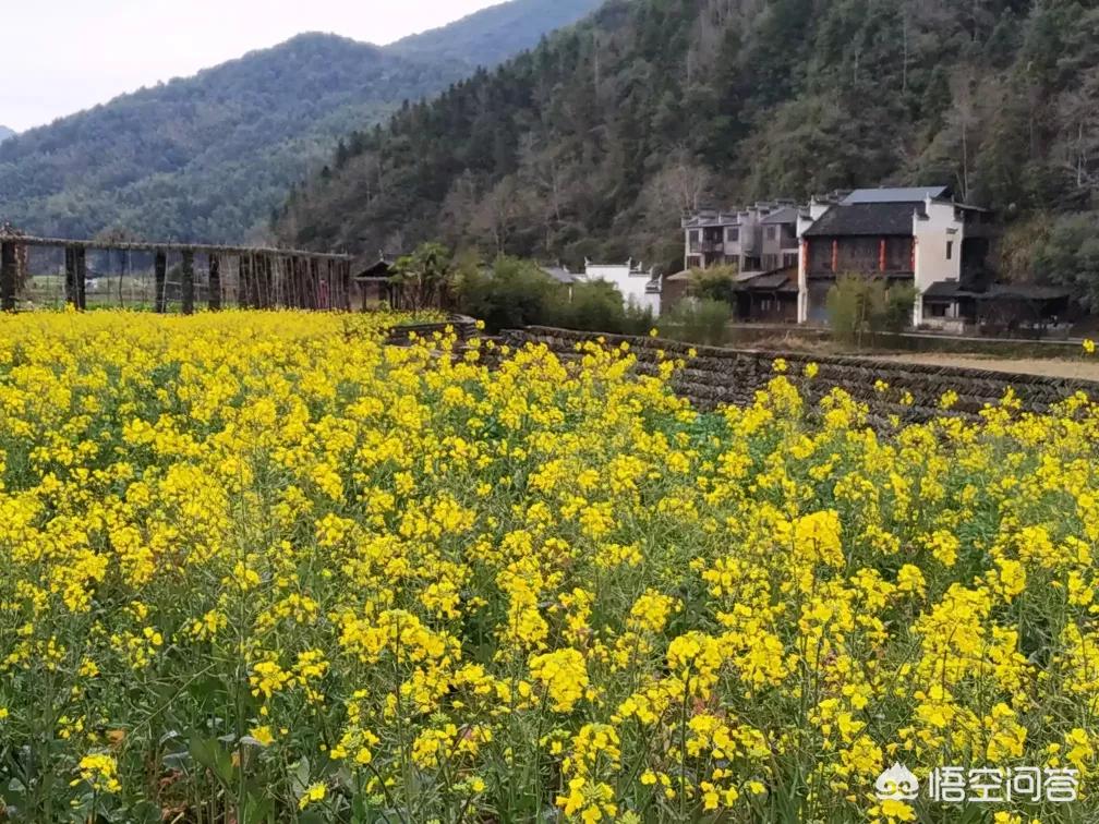 全景体育欧洲杯直播平台:全景体育欧洲杯直播平台有哪些