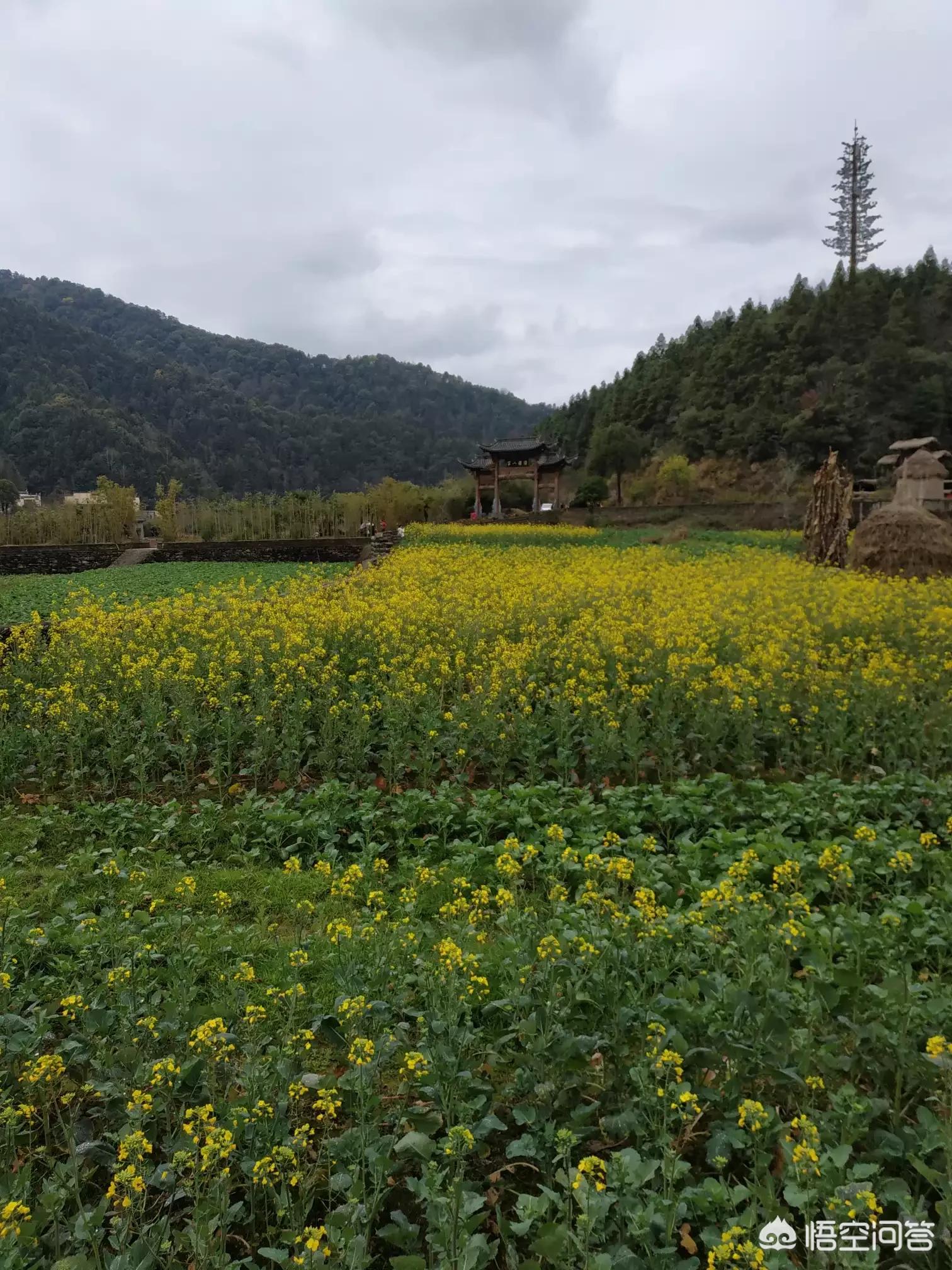 全景体育欧洲杯直播平台:全景体育欧洲杯直播平台有哪些