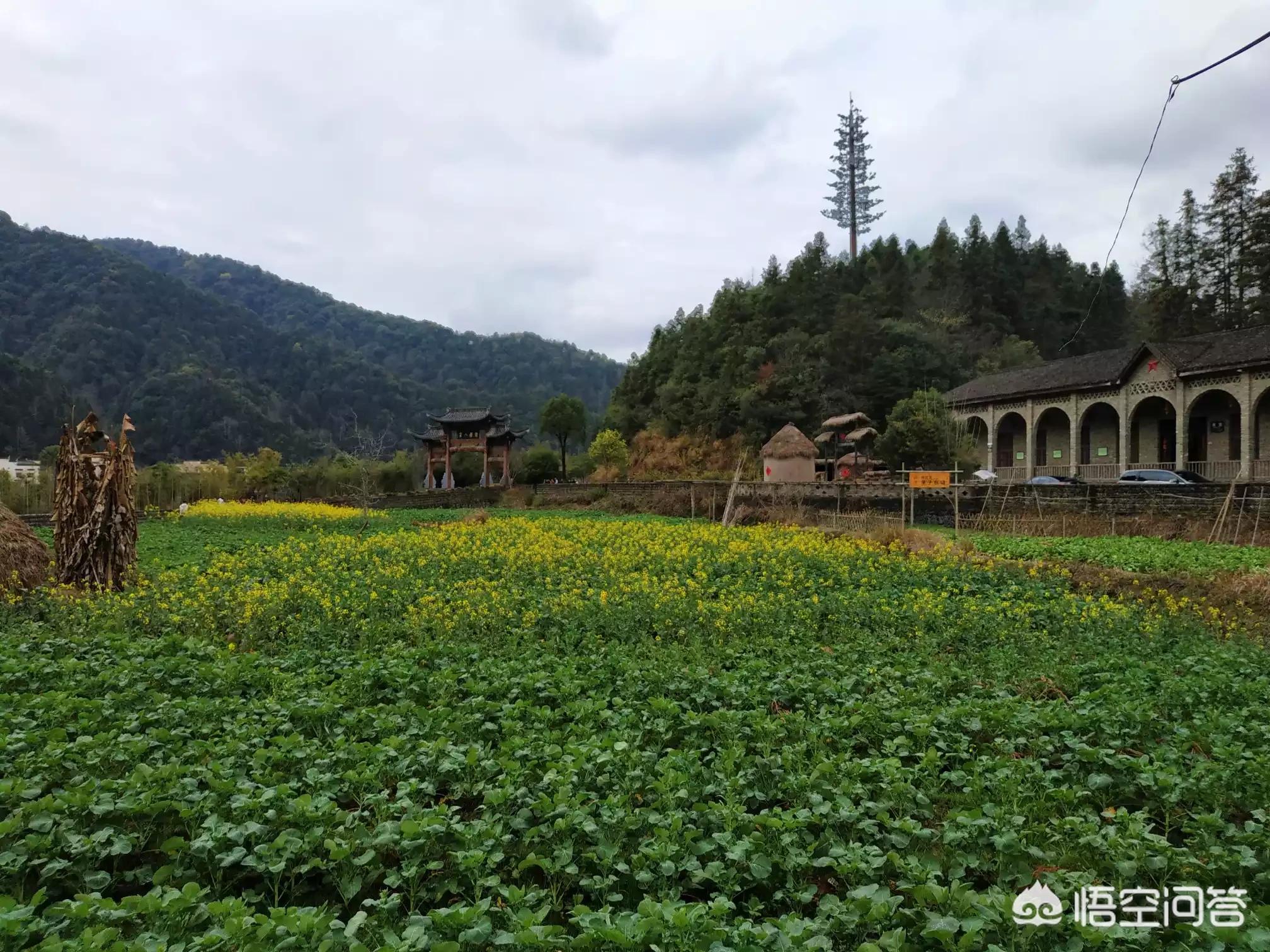 全景体育欧洲杯直播平台:全景体育欧洲杯直播平台有哪些