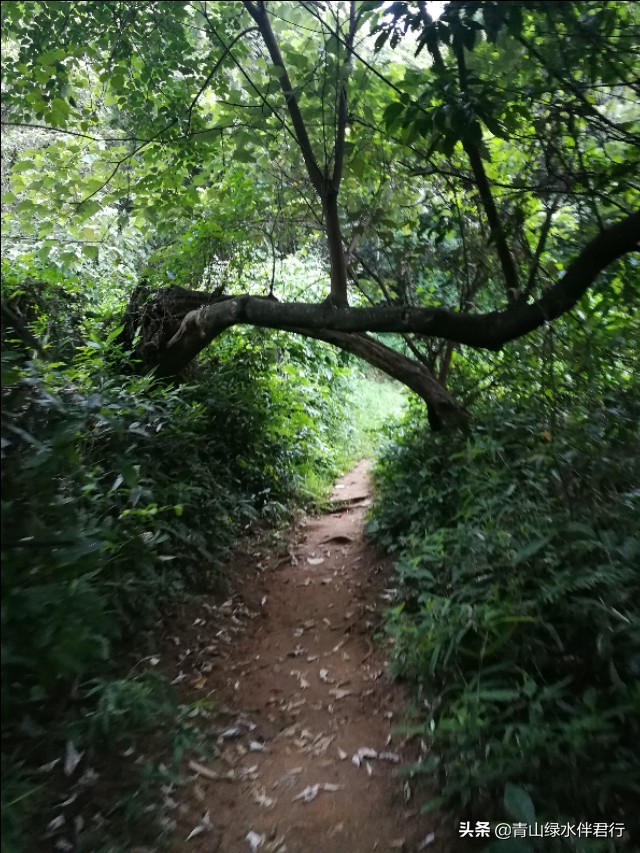 蒙自欧洲杯直播:蒙自足球