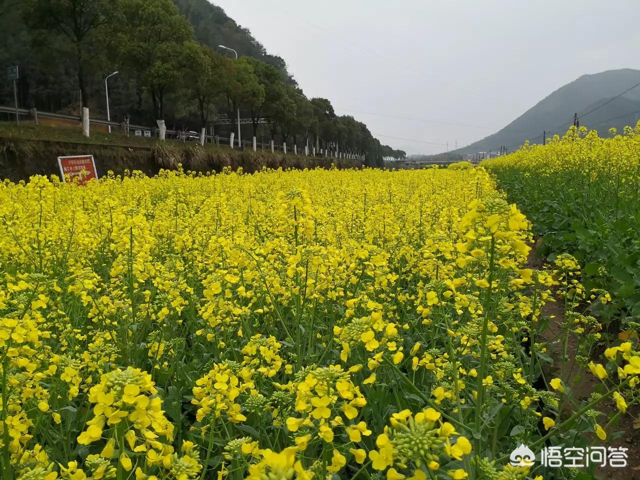 昆明欧洲杯直播平台有哪些:昆明欧洲杯直播平台有哪些公司