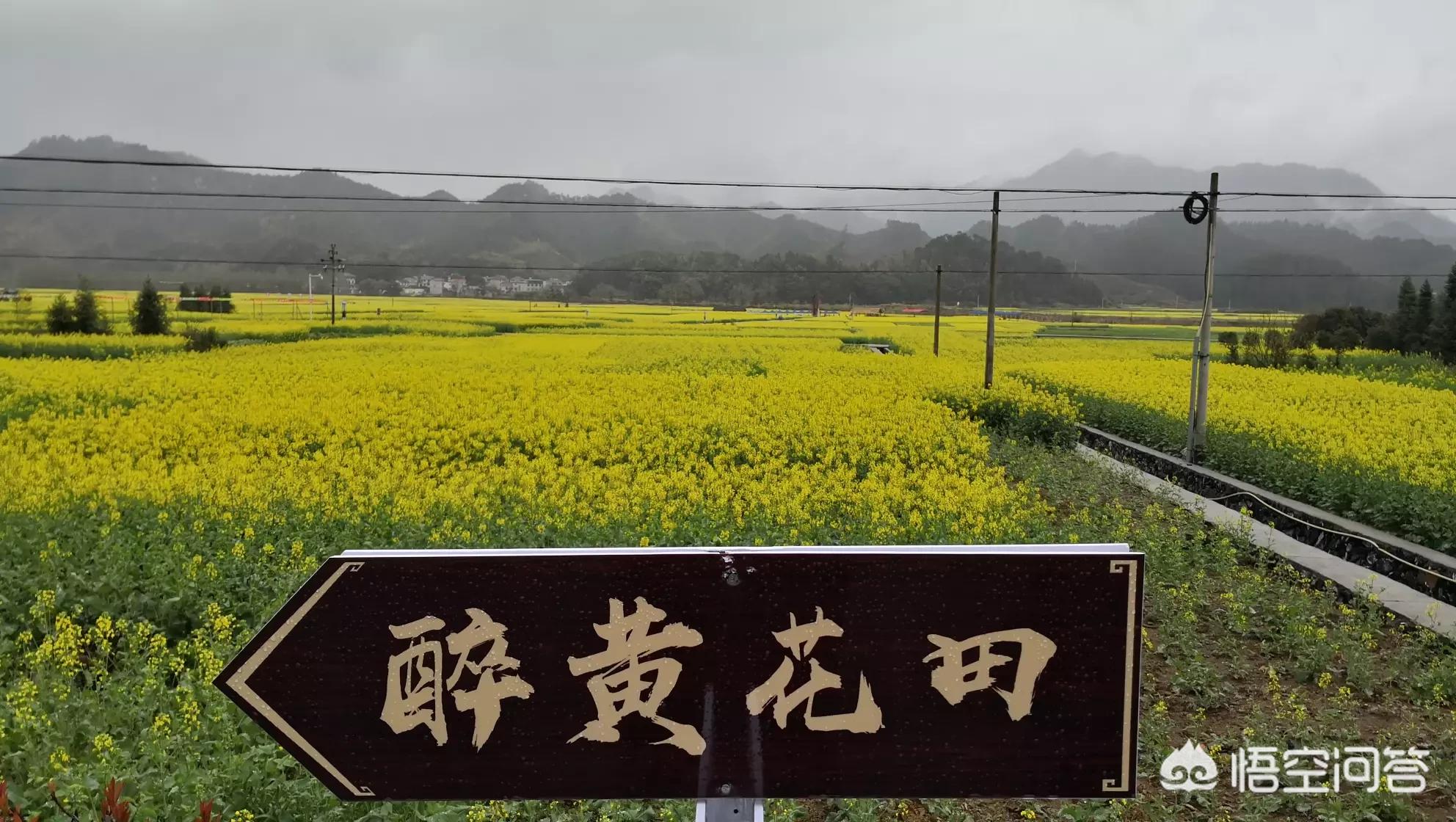 昆明欧洲杯直播平台有哪些:昆明欧洲杯直播平台有哪些公司