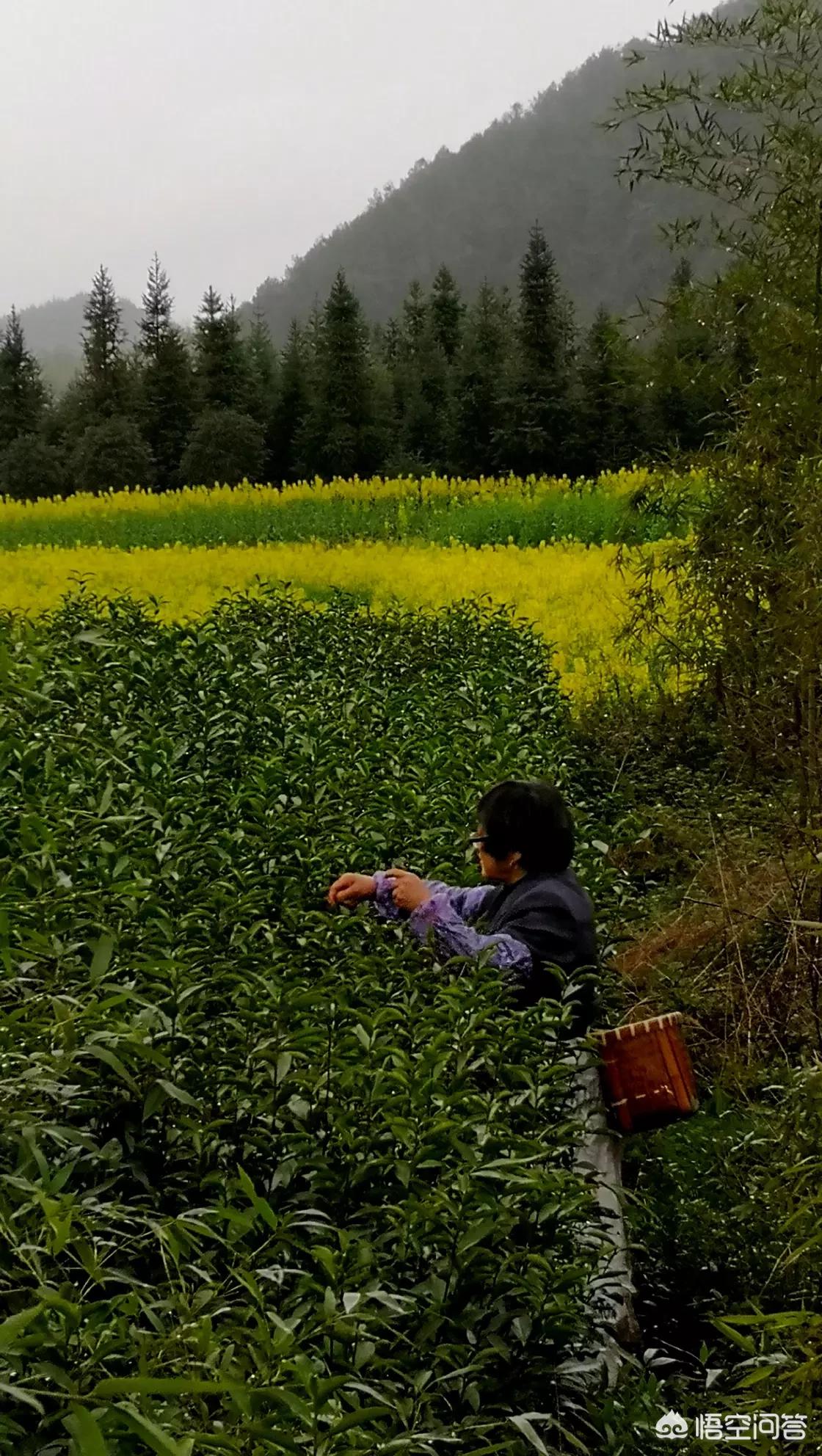 昆明欧洲杯直播平台有哪些:昆明欧洲杯直播平台有哪些公司