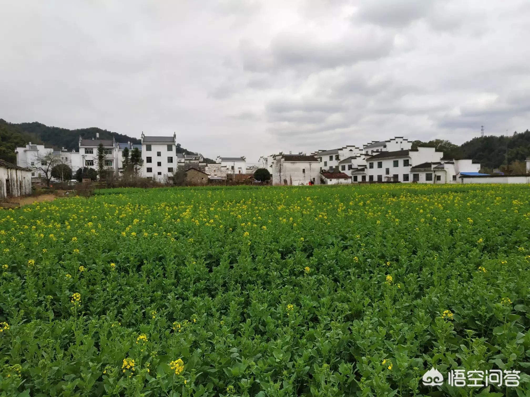 昆明欧洲杯直播平台有哪些:昆明欧洲杯直播平台有哪些公司