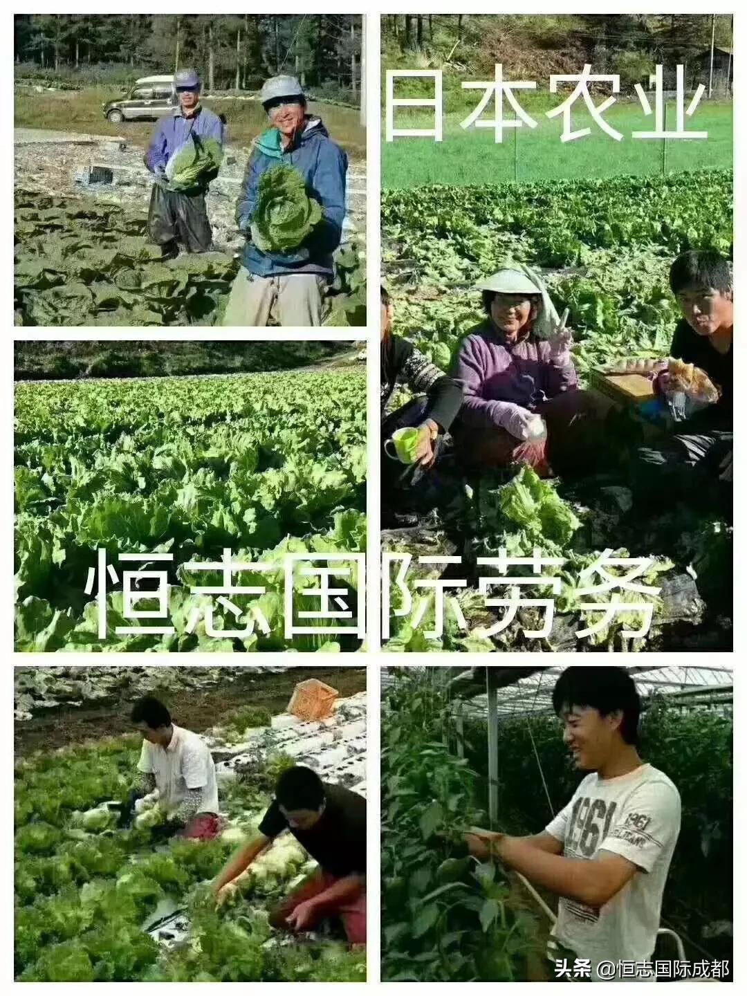 欧洲杯视频直播运营面试:欧洲杯直播解说员